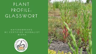 Plant Profile Glasswort Salicornia Edible and Medicinal Plants of Florida [upl. by Carmelita]