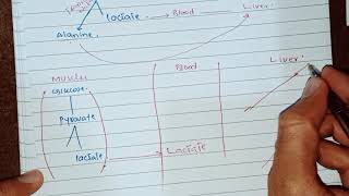 Cori Cycle and Glucose Alanine Cycle  Cahill Cycle  Biochemistry [upl. by Zetana389]