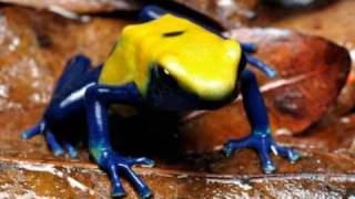 Os mais incríveis coloridos e venenosos sapos Dendrobatídeos Poison frogs [upl. by Apostles]