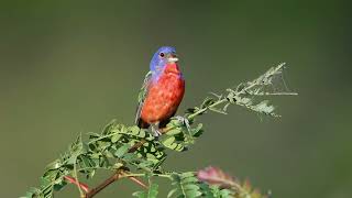 Painted bunting song birds bird shorts fyp [upl. by Antonina]