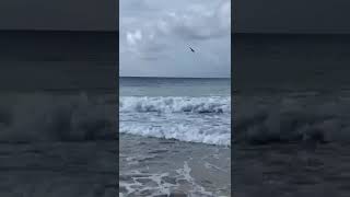 TUBARÕES EM FERNANDO DE NORONHA NA BEIRA DA PRAIA [upl. by Aleek]