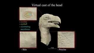 Virtual Vertebrate Paleontology Gyps fulvus from Alban Hills [upl. by Haimarej]