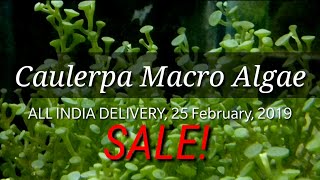 Caulerpa Macro Algae Sale in India Buy macro algae online Macro Algae price in India C Peltata [upl. by Einneb]