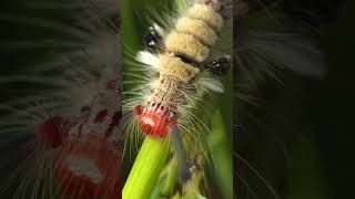 Brown Tussock moth caterpillar Olene Mendosa butterfly macrophotography wildlife [upl. by Mathia]