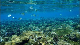 Snorkeling tour in Sunrise Diamond Beach Resort  Sharm el Sheikh [upl. by Keyser]