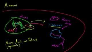 Biology Lecture  21  Ribosomes [upl. by Trude]