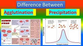 Difference Between Agglutination and Precipitation [upl. by Anyar]