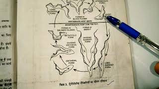 life cycle of trypanosoma  applied and economic zoology BSc 3rd year [upl. by Yknip]