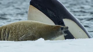 Killer Whales Extraordinary Hunting Technique  Frozen Planet II  BBC Earth [upl. by Kai]