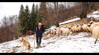 Sălașul pastoral din Slima Parang asezare imbratisata de culmi valurite al fam Galatan Nicolae [upl. by Ramsay]