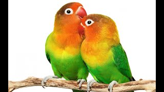 Love Birds is live [upl. by Macario]