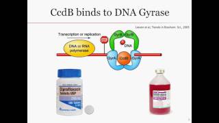 CcdACcdB ToxinAntitoxin System [upl. by Ixela]