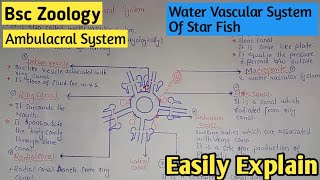 Water Vascular System Of Star Fish  Ambulacral System  Class Bsc Zoology  1st Year [upl. by Naimerej]