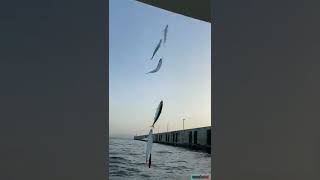 Pesca De Jureles Desde Barco En La Bahía De Algeciras Con Alejandro y Andrés L [upl. by Myrt]