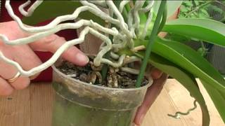 How to Grow Orchids [upl. by Gnouc]