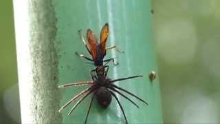 アシダカグモを狩るベッコウバチ Tarantula hawk [upl. by Nichy]