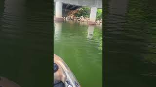 Schooling Summer Spotted Bass on Lake Lanier [upl. by Gerhardine842]