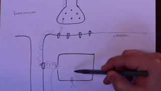 LPA 4B  Excitation Contraction Coupling [upl. by Sydalg611]