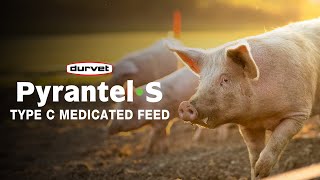 PyrantelS Your Solution for Parasite Prevention and Treatment for Your Pigs [upl. by Roxanna216]