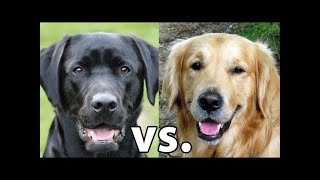 Golden Retriever vs Labrador Retriever Which Is Better [upl. by Notsgnal]