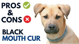 Black Mouth Cur Pros and Cons  Southern Cur Advantages and Disadvantages [upl. by Kenta]