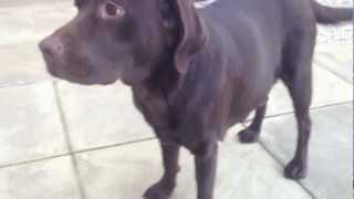 Ruby the Chocolate Labrador  Week 9 of pregnancy day 58 [upl. by Ahtamas]