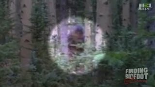 The BIGFOOT Movie Harry and the Hendersons  Rental Reviews [upl. by Ayot]