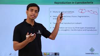 Class 11th – Cyanobacteria – Reproduction  Biological Classification  Tutorials Point [upl. by Elreath68]