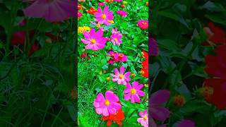 Cosmos bipinnatus flower short shortvideoshorts [upl. by Aihsram]