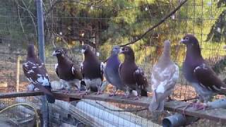 Karel Meulemans Racing Pigeons [upl. by Arhez455]