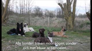 Training Hondenschool Aloysa Klarenbeek 22042015 [upl. by Koffman]