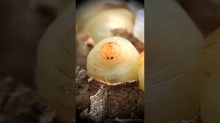 wasp larvae 😲  Tropical Forest Bees bees wasps [upl. by Maite759]