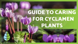 CYCLAMEN CARE 🌸 Irrigation Light Substrate Compost and more [upl. by Ellenoj498]