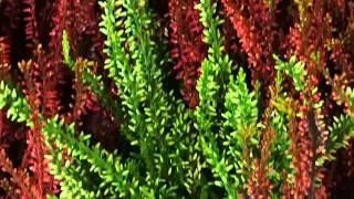 Calluna vulgaris  colored [upl. by Binky767]