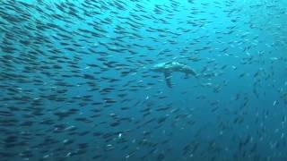 Thresher Shark Stun Prey With TailSlap  Video [upl. by Catha]