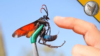 STUNG by a TARANTULA HAWK [upl. by Ahsial]