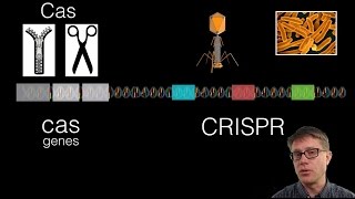 What is CRISPR [upl. by Teufert]