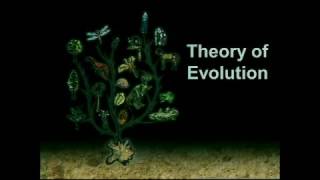 Fossils and Evolution  What is the Biblical View [upl. by Dulcine463]