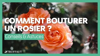 Comment bouturer un rosier   Truffaut [upl. by Ahsenaj473]