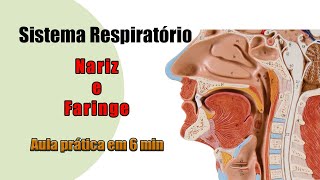 Anatomia Respiratória  Nariz e Faringe  Aula Prática [upl. by Fabe]