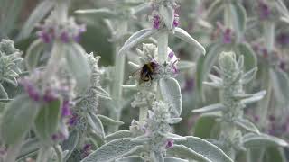 BuffTailed Bumblebees feeding on Stachys [upl. by Yereffej]