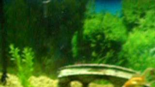 Awesome Fish Tank Background Gel  SeaView Gel 46 gallon [upl. by Mellicent656]