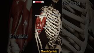 anatomy humananatomy armusclesmbbsmotivation facts [upl. by Murphy]