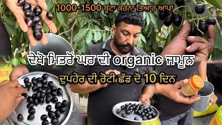 ਦੁਪਹਿਰ ਦੀ ਰੋਟੀ ਛੱਡ ਦੋ 10 ਦਿਨ ਜਾਮੂਨ ਖਾਉ ਘਰ ਦਿਆ Organic ਆਪਾ ਕਰਨਾ 10001500 ਬੂਟਾ ਤਿਆਰ  💯🔥 [upl. by Munafo]