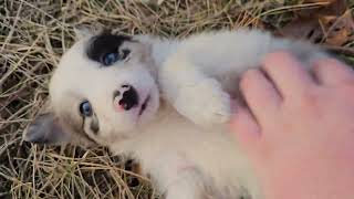 Border Collie Puppies on an Adventure Walk  The Ice Cream Litter  Roxy amp Skye [upl. by Nivat]