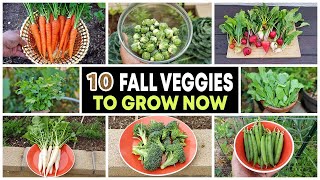 Top 10 Vegetables to grow in Fall amp through Winter [upl. by Matilde596]