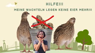 Hilfe meine Wachteln legen keine Eier mehr [upl. by Herzig]