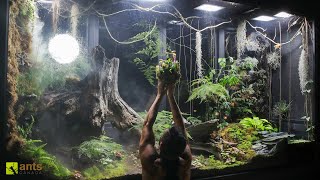 I Added Carnivorous Pitcher Plants into My Giant Rainforest Vivarium [upl. by Fatma56]