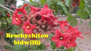 Brachychiton bidwilliii One of Australia finest [upl. by Gingras]