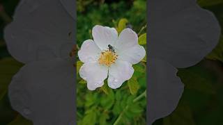 Gloucestershire Wildlife Trusts Coombe Hill Nature Reserve [upl. by Normi]